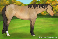 Horse Color:Buckskin Dun 