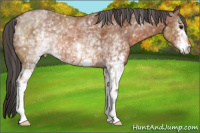 Horse Color:White Spotted Bay