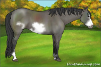 Horse Color:Grullo Sabino Frame 