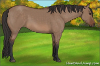 Horse Color:Bay Dun