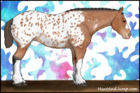 Horse Color:Bay Appaloosa 