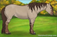Horse Color:Liver Red Dun 
