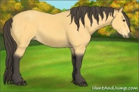 Horse Color:Buckskin