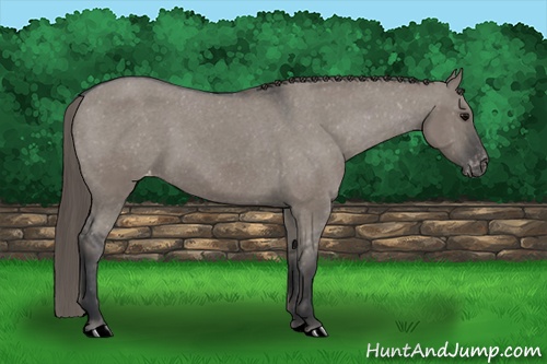 Horse Color: Grullo Varnish 