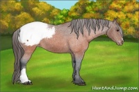 Horse Color:Brown Appaloosa 