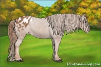 Horse Color:Chestnut Appaloosa 
