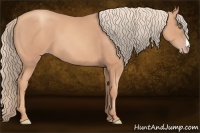 Horse Color:Gold Champagne 