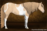 Horse Color:Gold Champagne Tobiano 