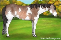 Horse Color:Bay Splash Rabicano
