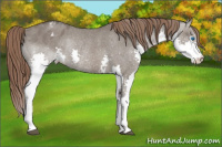 Horse Color:Grullo Splash Varnish Rabicano