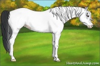 Horse Color:White Spotted Black 