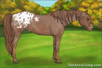 Horse Color:Chestnut Appaloosa 