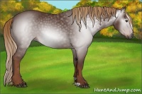Horse Color:Gray Chestnut 