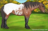 Horse Color:Brown Appaloosa 