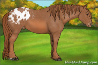 Horse Color:Chestnut Appaloosa