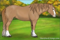 Horse Color:Chestnut Splash 