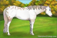 Horse Color:Gray Nacre Palomino Roan Sabino Splash Frame Appaloosa 