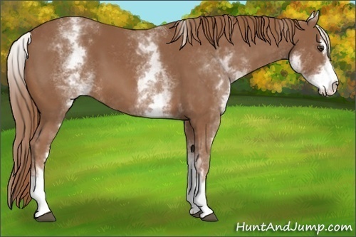 Horse Color: White Spotted Chestnut Sabino 