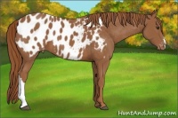 Horse Color:Chestnut Near Leopard 