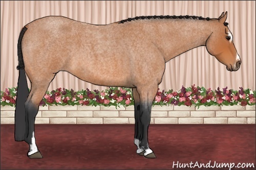 Horse Color: Bay Roan Sabino 