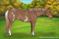 Horse Color:White Spotted Chestnut Sabino 