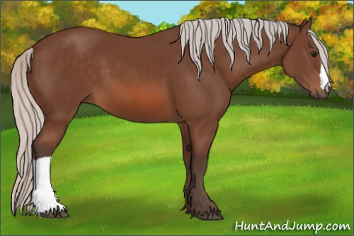 Horse Color: Unknown 