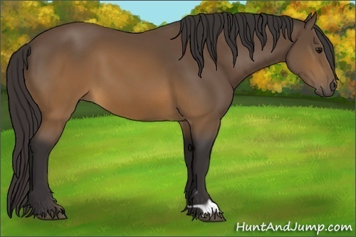 Horse Color: Buckskin 