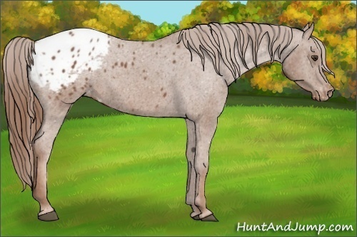Horse Color: Chestnut Blanket 