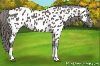 Horse Color:Grullo Appaloosa 