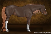 Horse Color:Liver Chestnut 