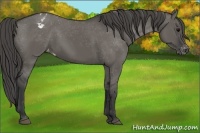 Horse Color:Grullo Blanket