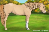 Horse Color:Gold Champagne 