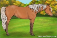 Horse Color:Silver Bay 
