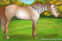 Horse Color:Gray Gold Champagne 