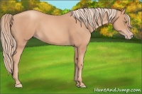 Horse Color:Gold Champagne 
