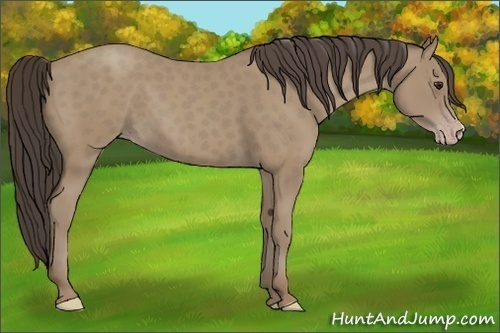 Horse Color: Classic Champagne 