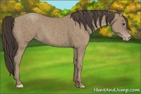 Horse Color:Classic Champagne 