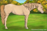 Horse Color:Gold Champagne 