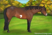 Horse Color:Bay Frame 