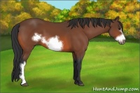 Horse Color:Bay Frame 
