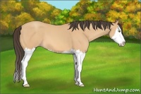 Horse Color:Amber Champagne Splash 