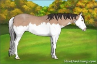 Horse Color:Amber Champagne Splash 
