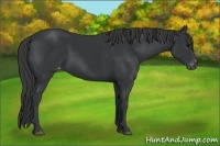 Horse Color:Black Snowcap 
