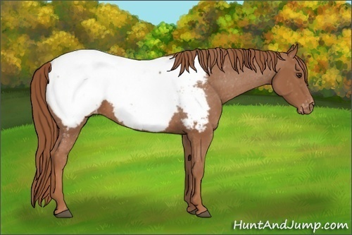 Horse Color: Chestnut Snowcap 