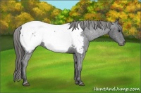 Horse Color:Black Near Fewspot 