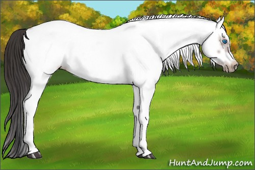 Horse Color:White Spotted Bay Splash Frame