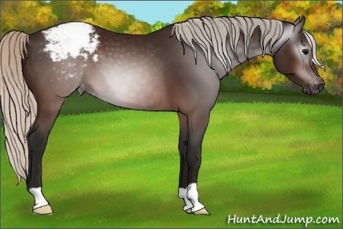 Horse Color:Gray Silver Brown Snowcap 