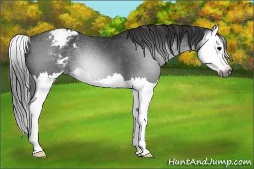 Horse Color:Gray Black Splash Appaloosa 