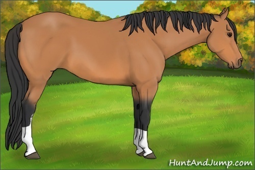 Horse Color:Bay Tobiano 
