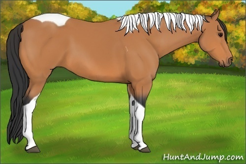 Horse Color:Bay Tobiano 